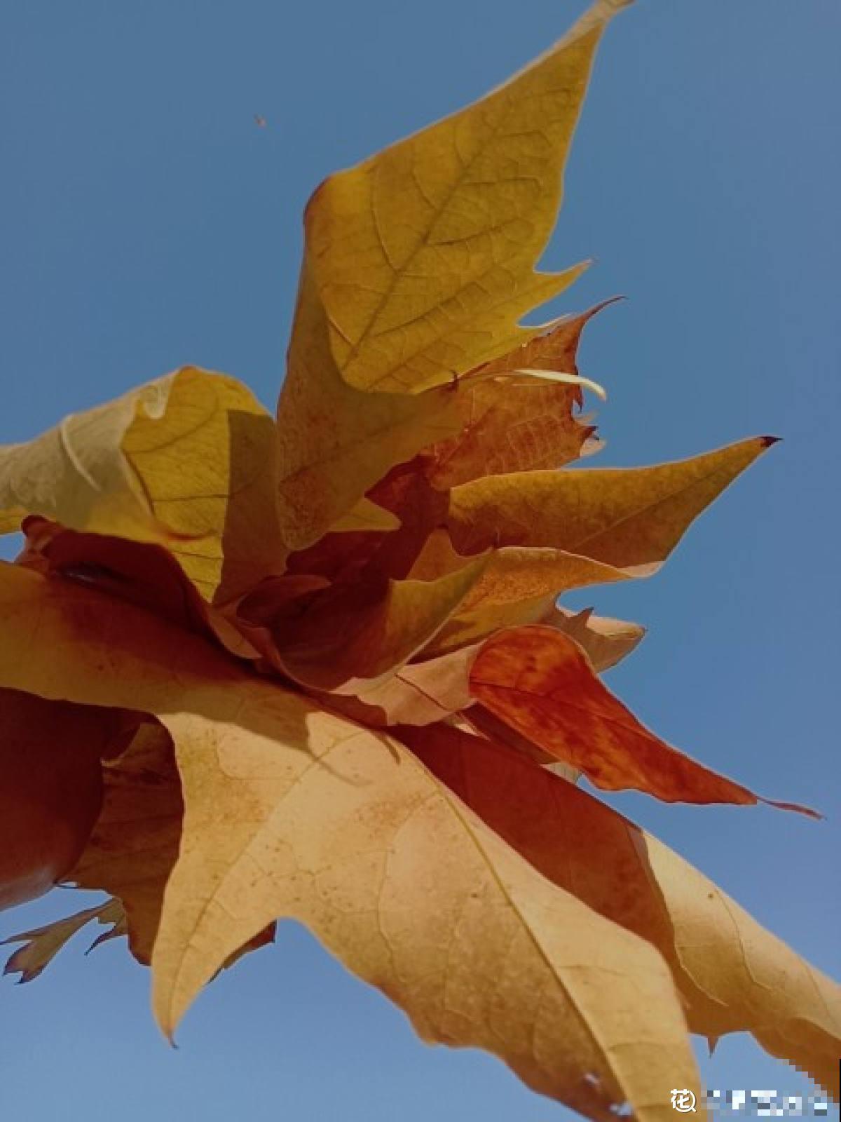 秋天又乏又燥,做好5件事,有效缓解乏和燥 秋天又乏又燥,做好5件事,有效缓解乏和燥