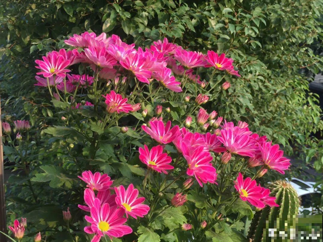 8月后，6种花别修剪，小心以后不开花