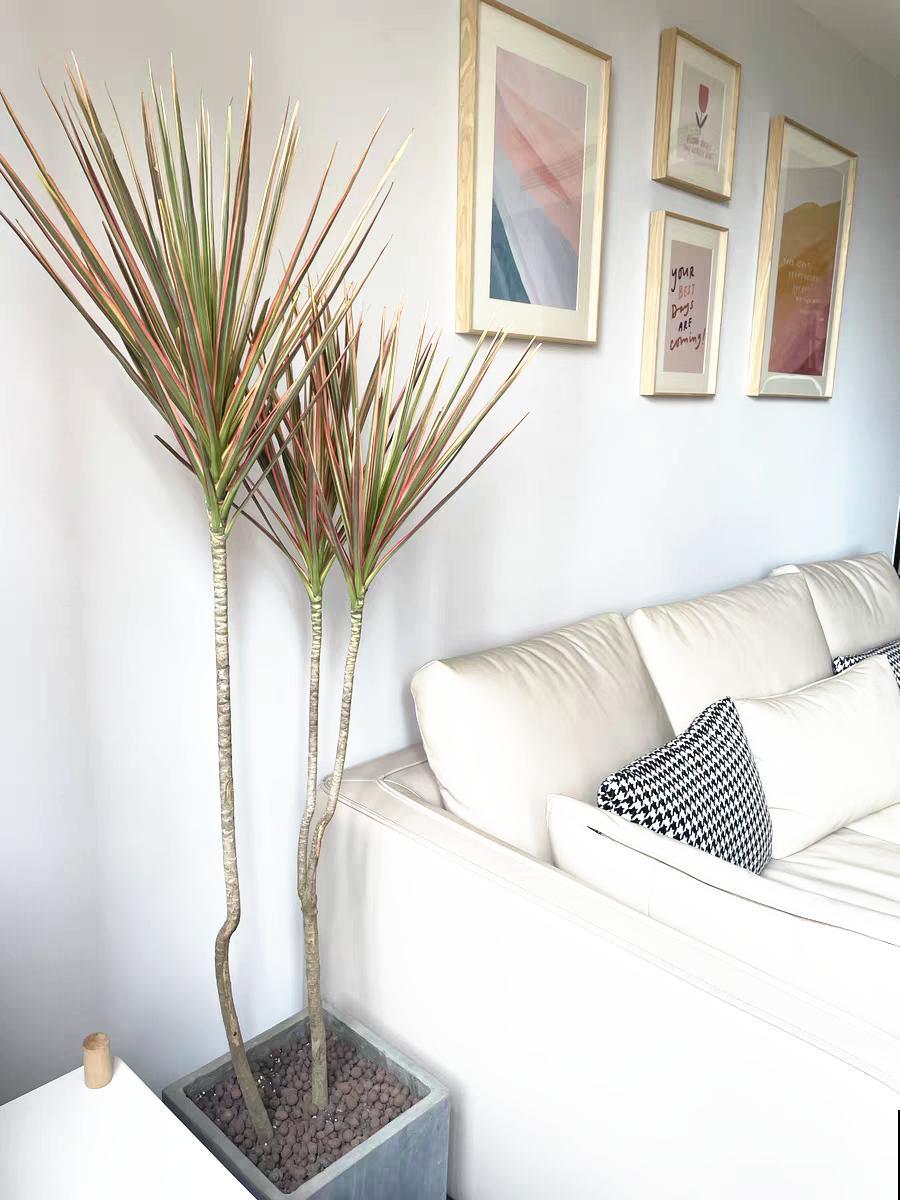 家里养8种花，独特有气质，还有满满安全感