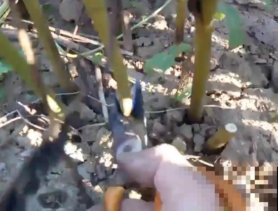 换盆时间到,换好后植物呼呼长,不换全年不开花 换盆时间到,换好后植物呼呼长,不换全年不开花