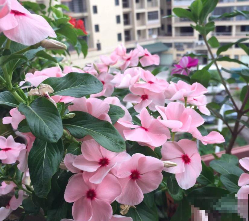 3种“四季花”，养起来简单还好看，让家里四季如春