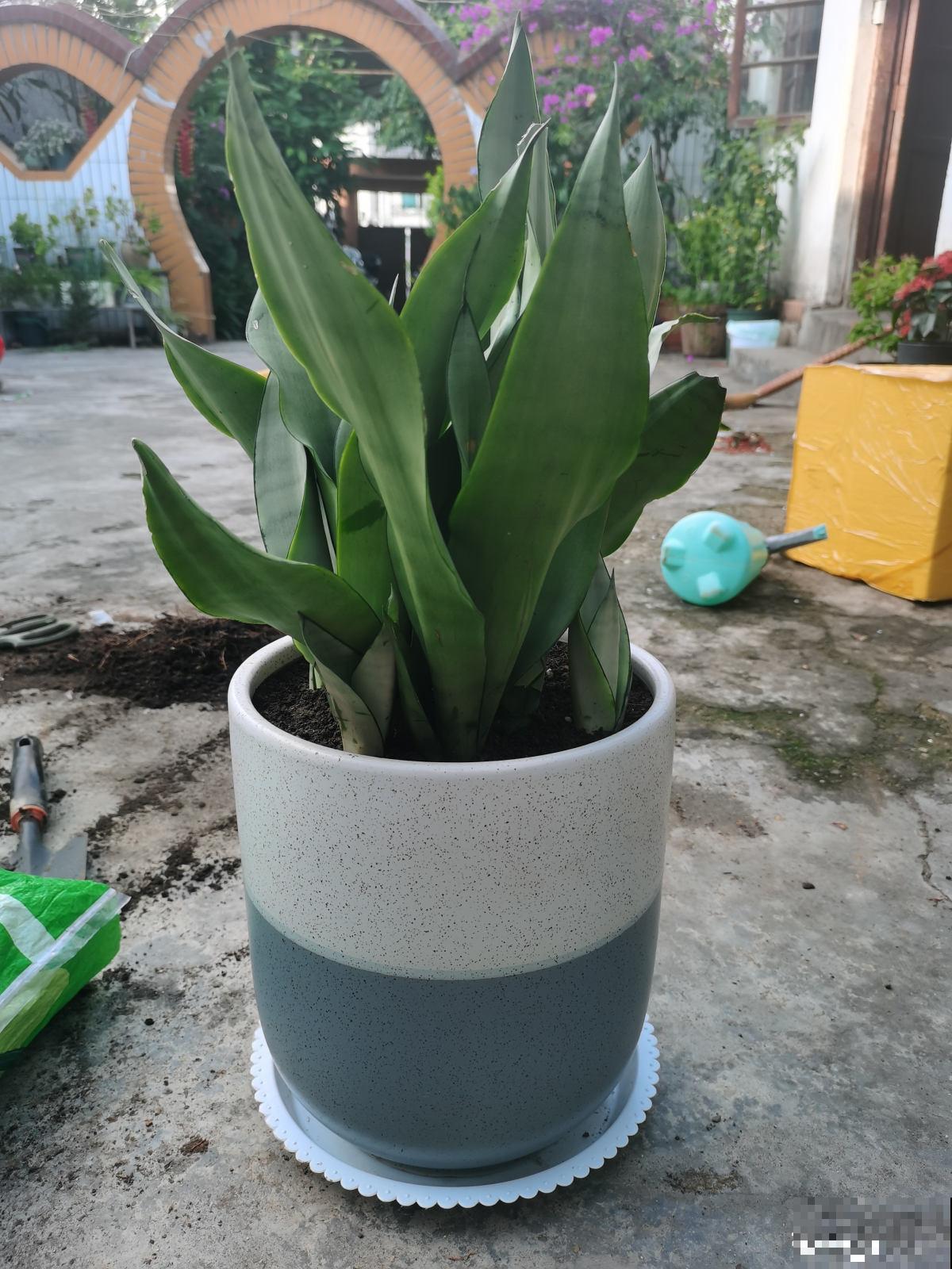 秋天养护虎尾兰,3个要点要注意,冒出满盆“小钢芽” 秋天养护虎尾兰,3个要点要注意,冒出满盆“小钢芽”