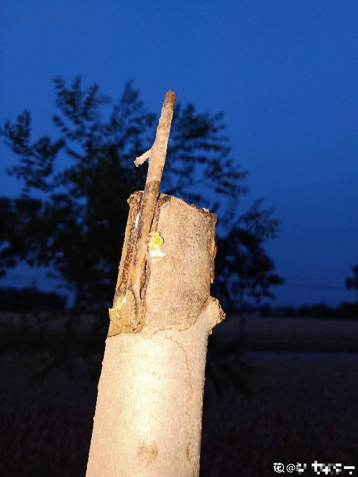 柿子嫁接难,学会这5步,成活率不高都难 柿子嫁接难,学会这5步,成活率不高都难