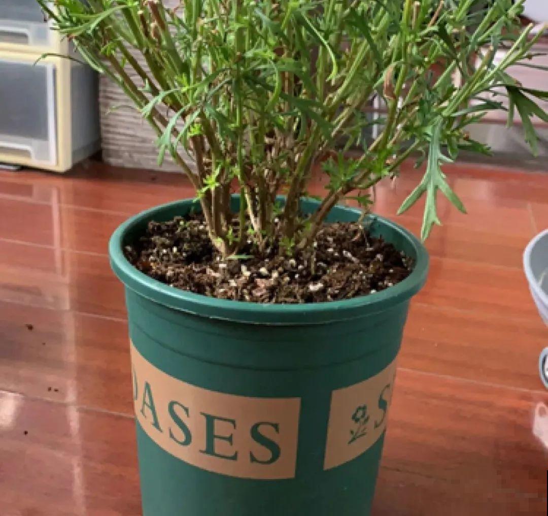 初秋8种花不能剪，轻则不开花，严重可能剩空盆