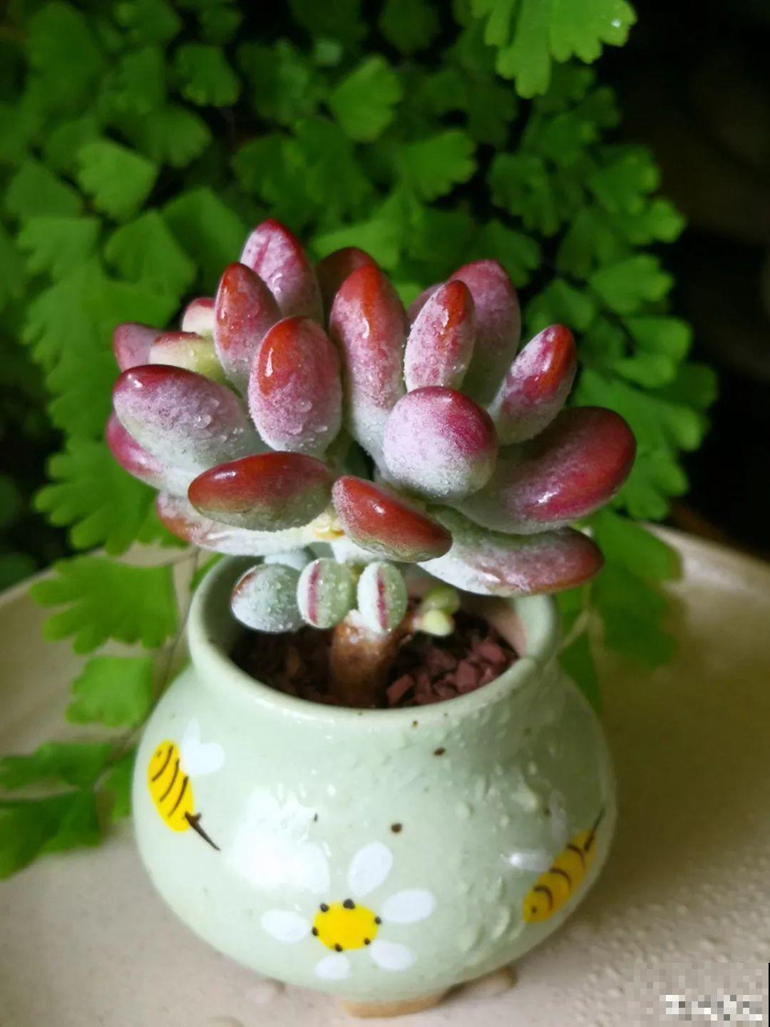 夏天养多肉，别人的绿徒摊，她的却美萌艳，太美了
