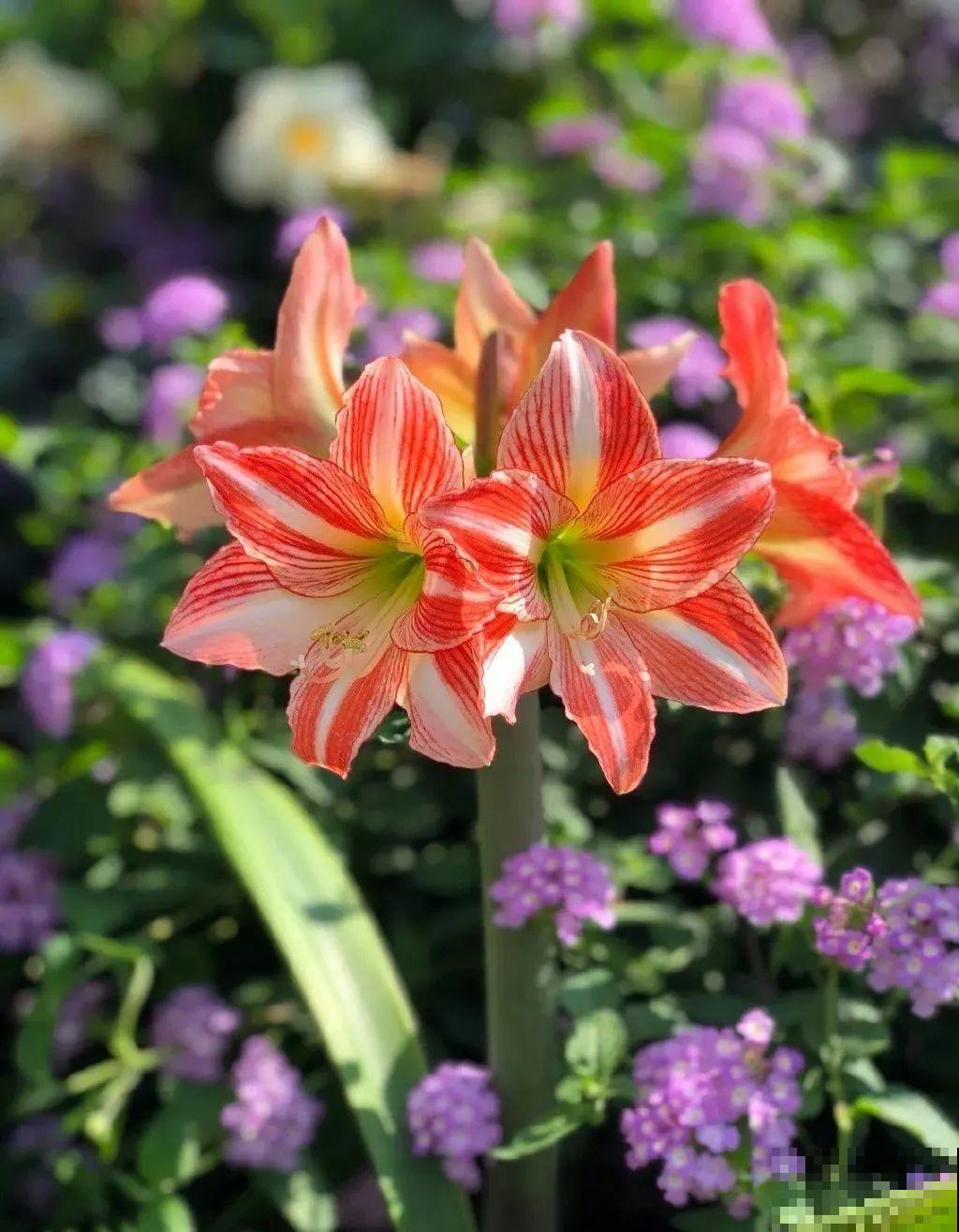 家里养盆朱顶红，开花个个比脸大，牛年养它“注定红”！