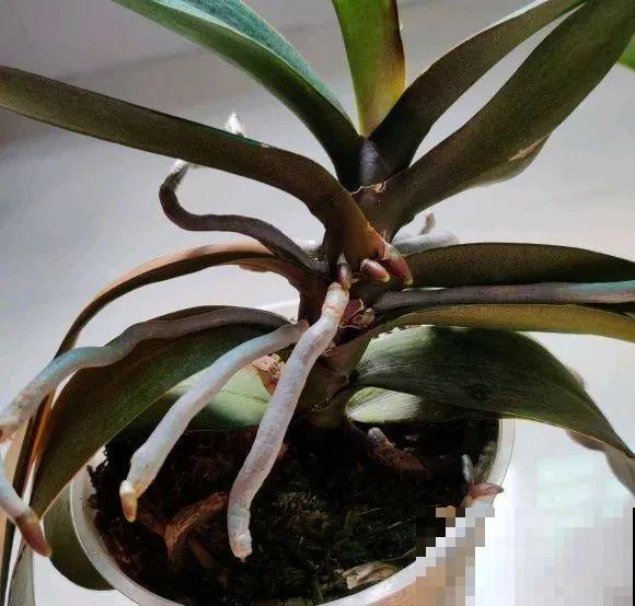 夏天看见气生根,赶紧剪下来,插土里就活 夏天看见气生根,赶紧剪下来,插土里就活