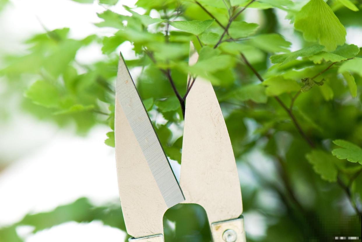 羊角瓜秧怎样打叉？