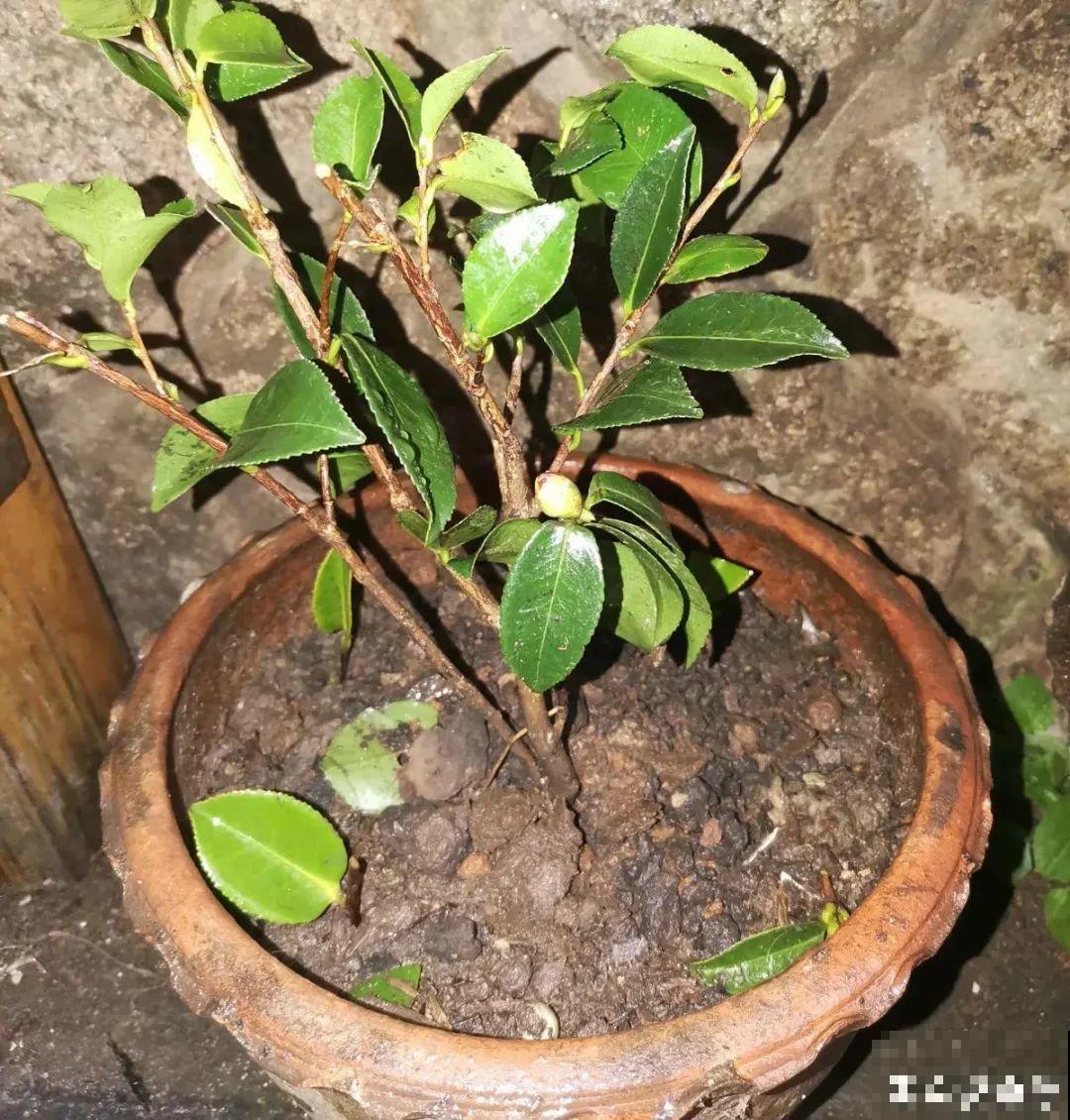 8种花夏天不能买,买回来就死,白浪费钱 8种花夏天不能买,买回来就死,白浪费钱