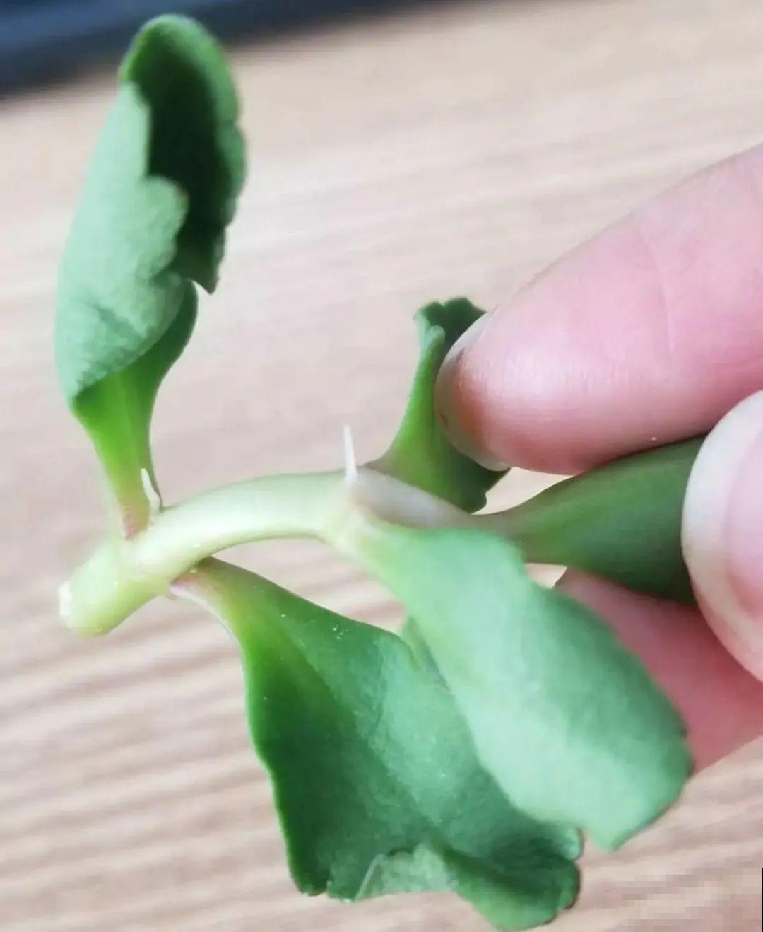 夏天看见气生根,赶紧剪下来,插土里就活 夏天看见气生根,赶紧剪下来,插土里就活