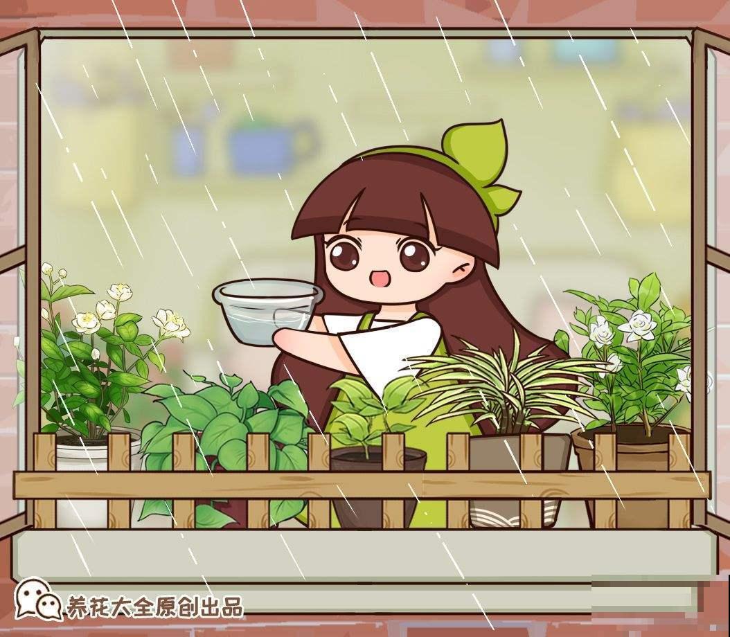 雨天养花需注意，想要花朵不生病，5点要做好