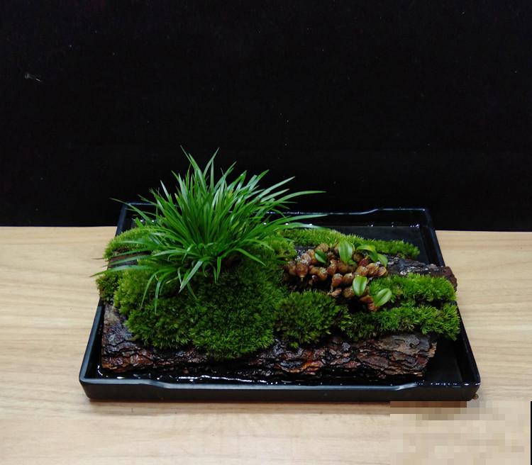 别看苔藓薄薄一层，用处真不少，还特别好养活