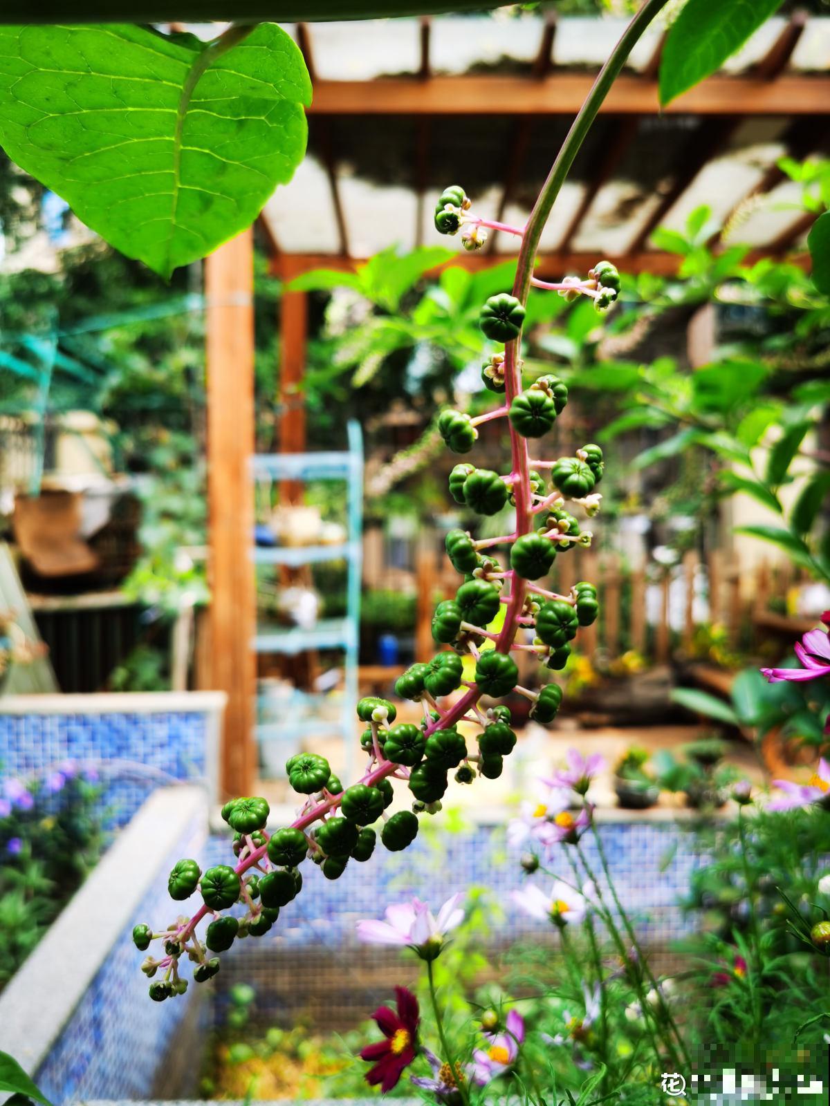 真正适合养花的院子，都有4个特点，利用好了院子变花园