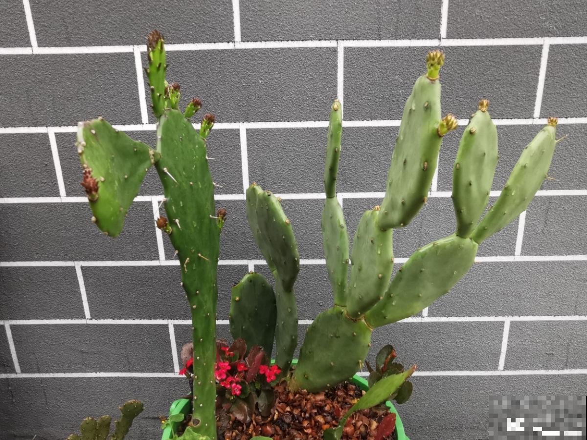 3种霸气植物，样子是丑了点，但是超有安全感