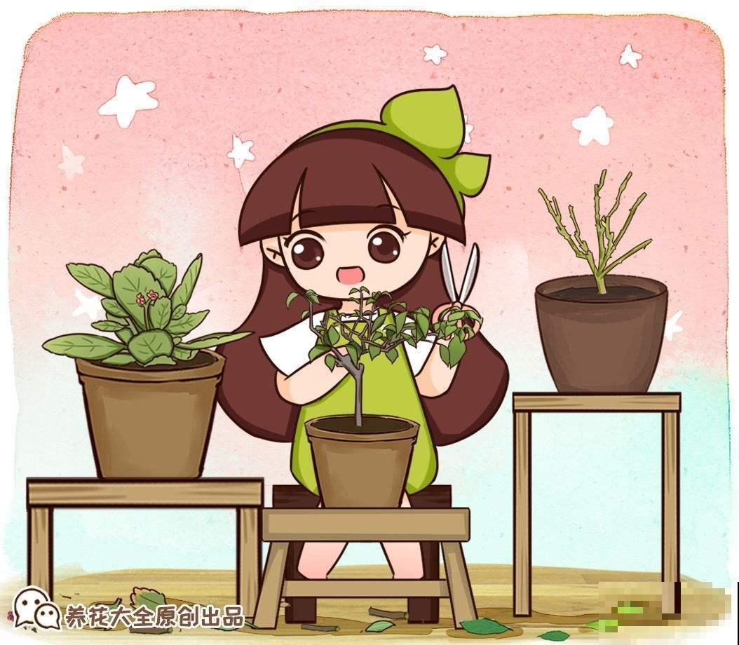 长寿花养护方法，这6点要注意，安稳度夏接着开花