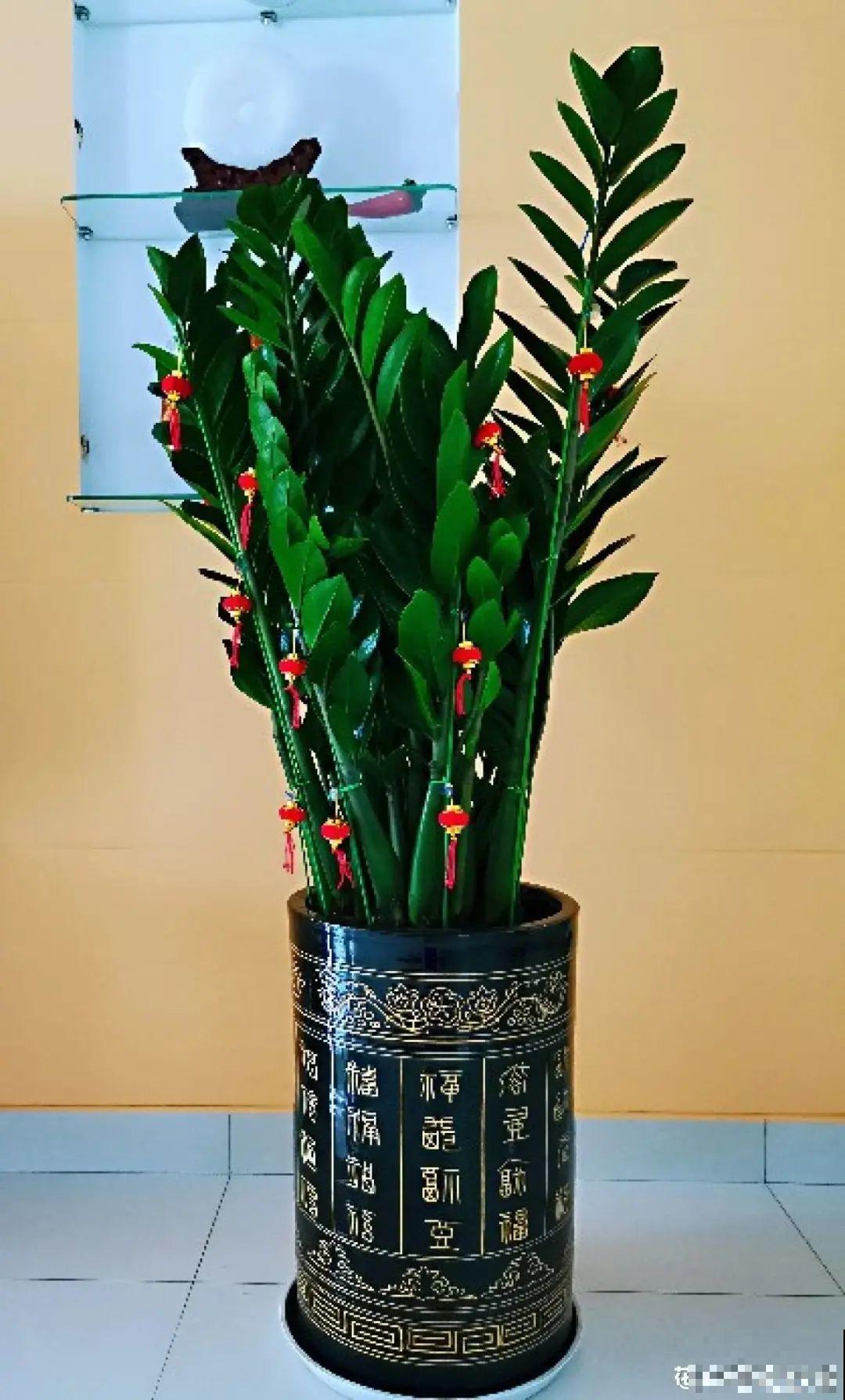 虎皮兰浅盆养，小芽嗖嗖冒，满盆都是新芽