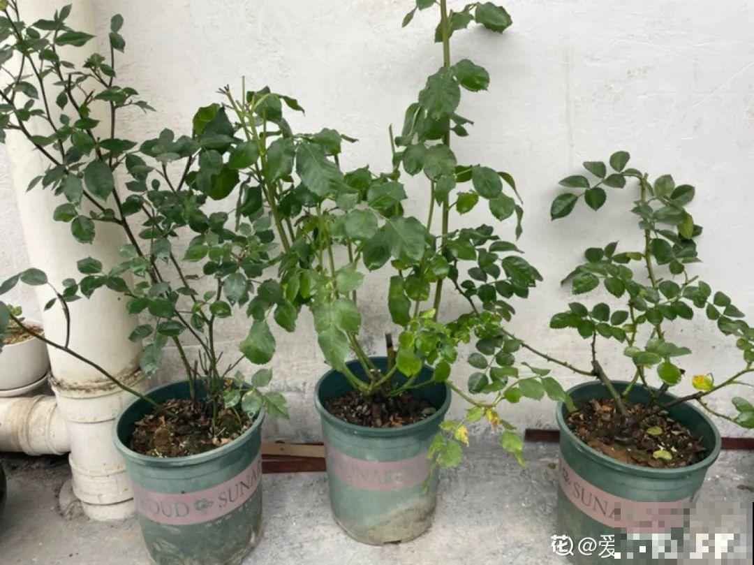 天热要修剪的花，不剪死得快，活不过夏天