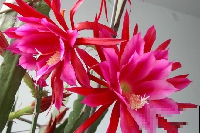 8月逛花市，看到3种花直接买回家，多晒太阳很快爆盆