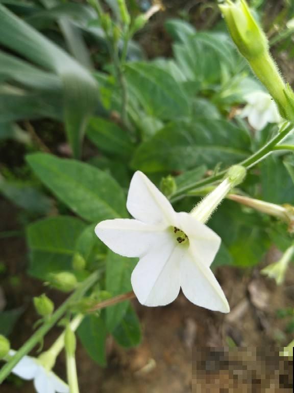 黄瓜养腻了，换一换水果黄瓜，养法相似，营养更高