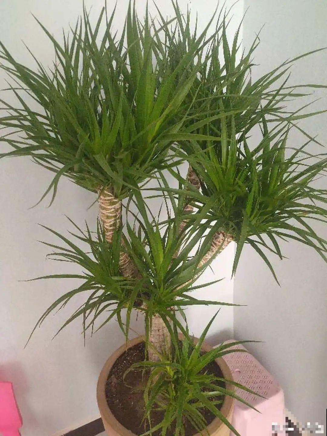 6种花夏天难养，贴土面砍一刀，新芽呼呼冒