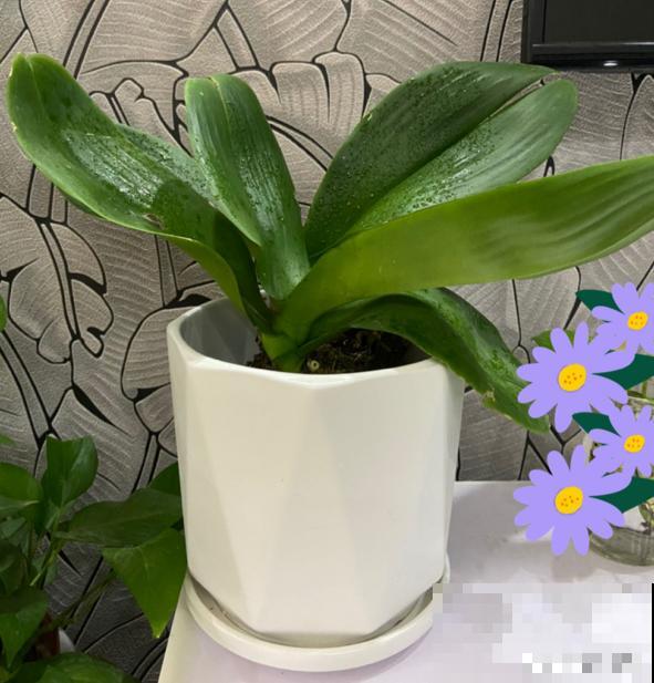 有7种花,冬天卖得最好,想度夏还要费点心 有7种花,冬天卖得最好,想度夏还要费点心