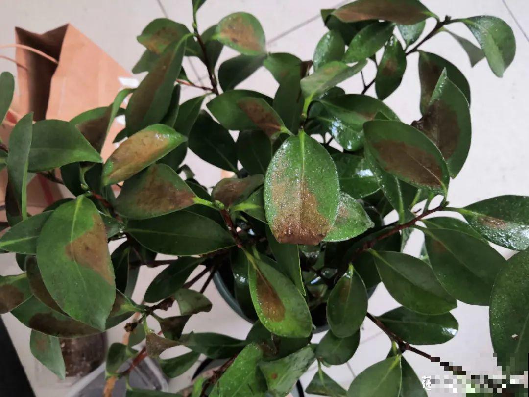 10种花最怕晒，搬进屋里养，不然要死光