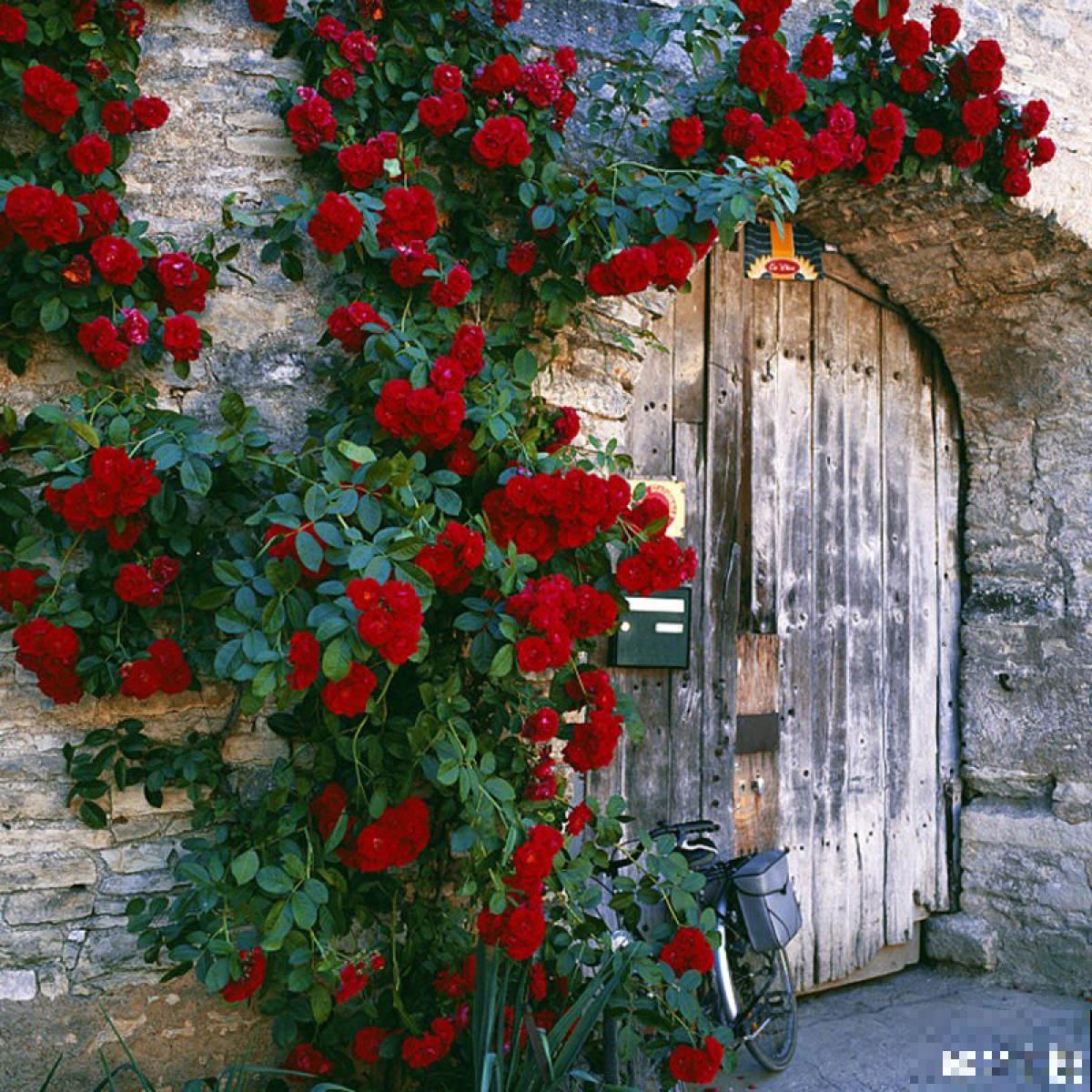 真正适合养花的院子，都有4个特点，利用好了院子变花园