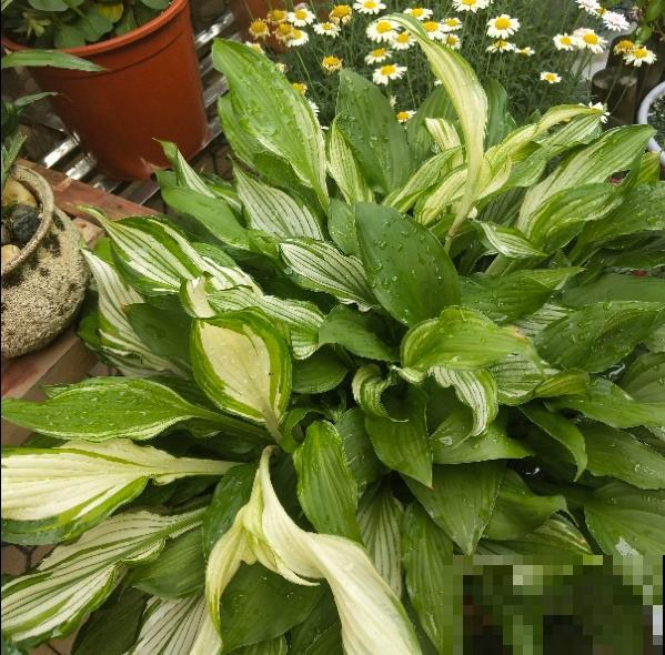 别养绿萝了,这6种彩叶花,家里没光也能养,颜值超高 别养绿萝了,这6种彩叶花,家里没光也能养,颜值超高