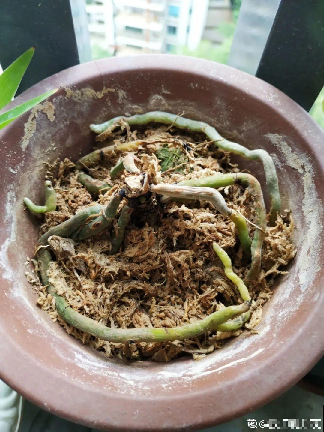 6种花夏天难养，贴土面砍一刀，新芽呼呼冒