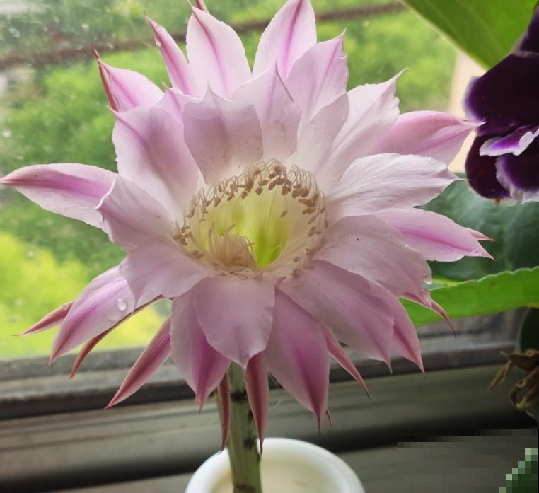 夏天养花，这4个地方不能养，不然植物都死了