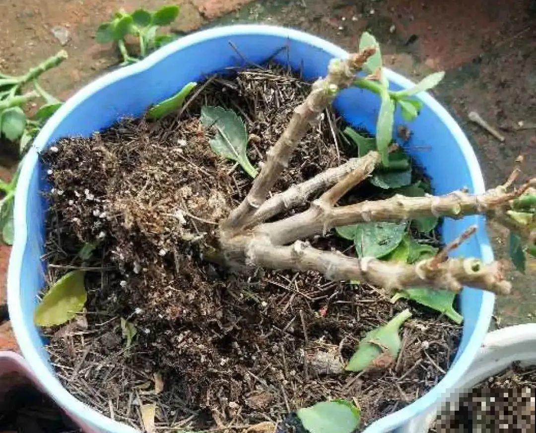 9种花，夏天休眠了，一定少浇水，否则越浇越死