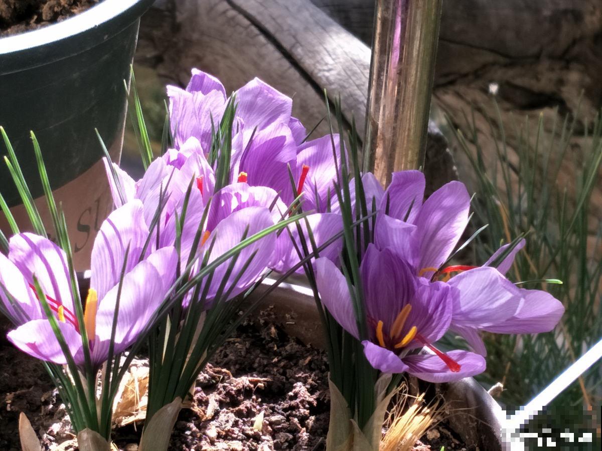 养花7年,居然找到了植物的“财富密码”,4种花“越养越赚钱” 养花7年,居然找到了植物的“财富密码”,4种花“越养越赚钱”