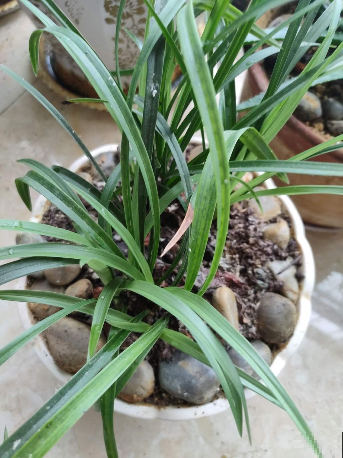 兰花五大品种,一个比一个幽雅,居家养殖真大气 兰花五大品种,一个比一个幽雅,居家养殖真大气