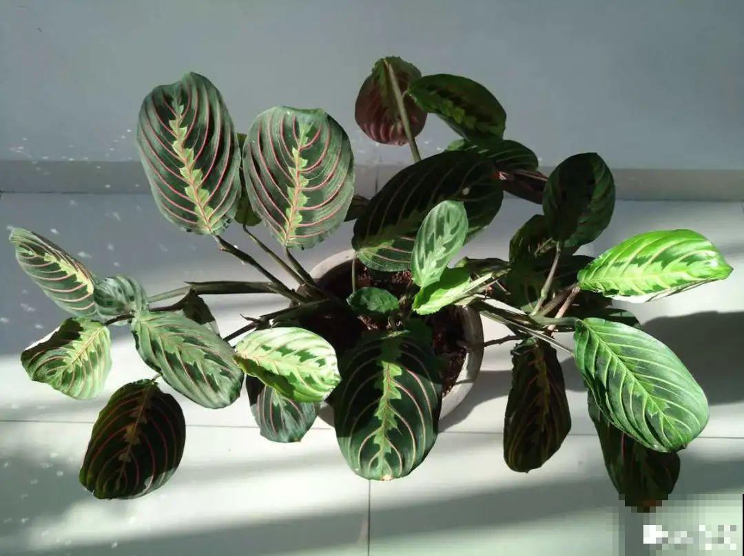 10种花,看着贵气有格调,实际价格很便宜 10种花,看着贵气有格调,实际价格很便宜