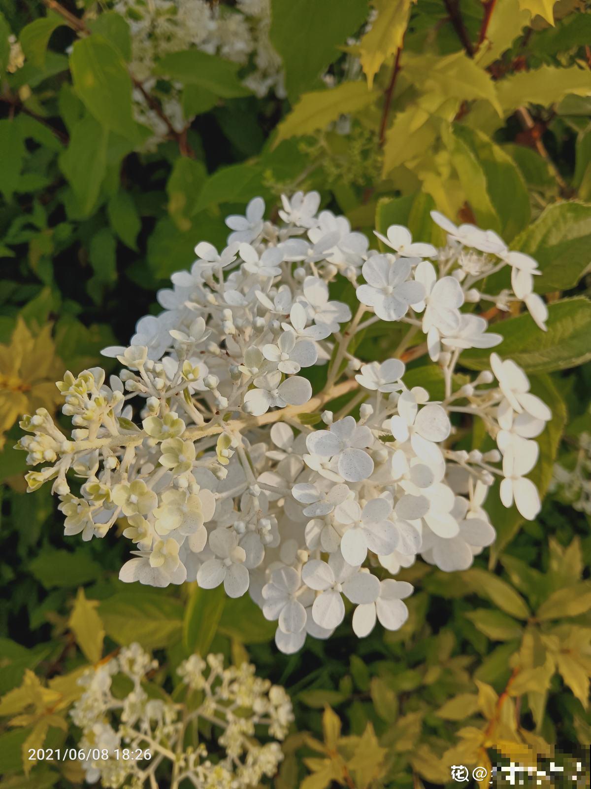没有花的天台不完整,种这3种花,天台秒变“空中花园” 没有花的天台不完整,种这3种花,天台秒变“空中花园”