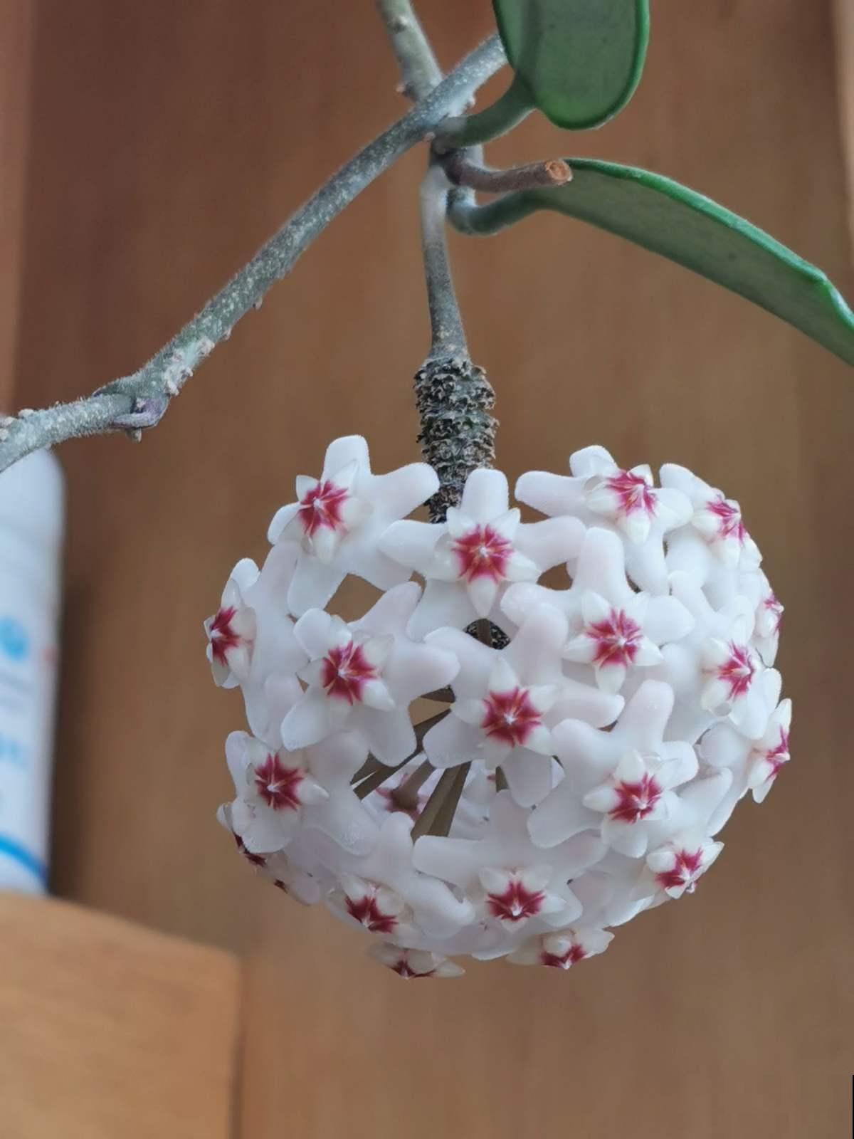 秋天逛花市，看到5种花放心购买，秋天正是开花好时机