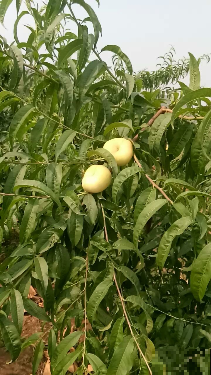 观赏桃树和食用桃树是同一种吗?走进桃树大国,揭秘桃树种类 观赏桃树和食用桃树是同一种吗?走进桃树大国,揭秘桃树种类