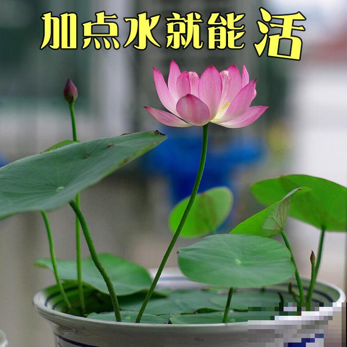 因为名字晦气，婆婆总和我闹别扭，养碗莲有什么错？