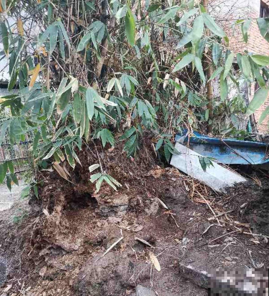 前不栽桑，后不栽柳，院中不种“鬼拍手”，是迷信还是智慧？