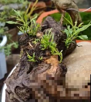 杨梅加“水”，就能做盆景，5个步骤，打造高雅水杨梅盆景