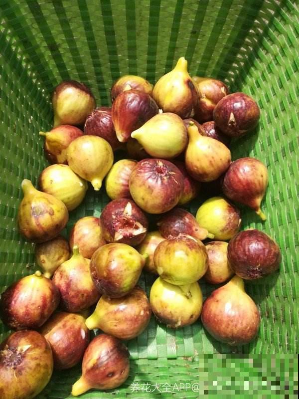 在果店不迷茫，3步方法，挑走店里最好吃的无花果