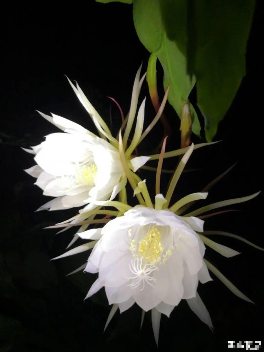 专挑晚上开的花，爱吃肥肉喝废油，开花艳压群芳