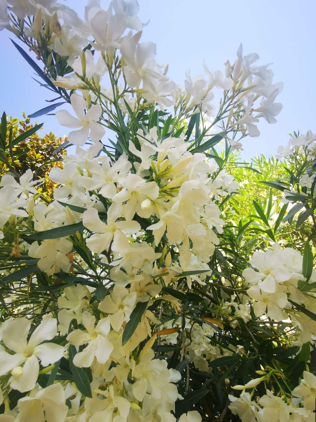 当心！4类植物请远离卧室，你还不知道吗？