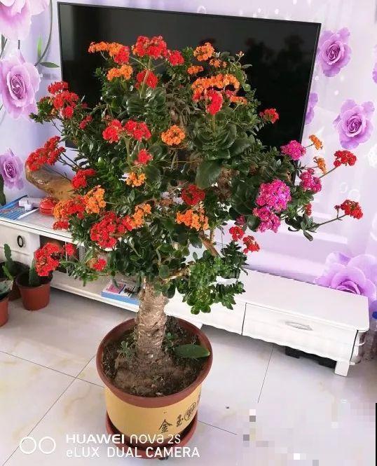 养了30年的玉树,扦插开出9色花,快来沾沾喜气 养了30年的玉树,扦插开出9色花,快来沾沾喜气