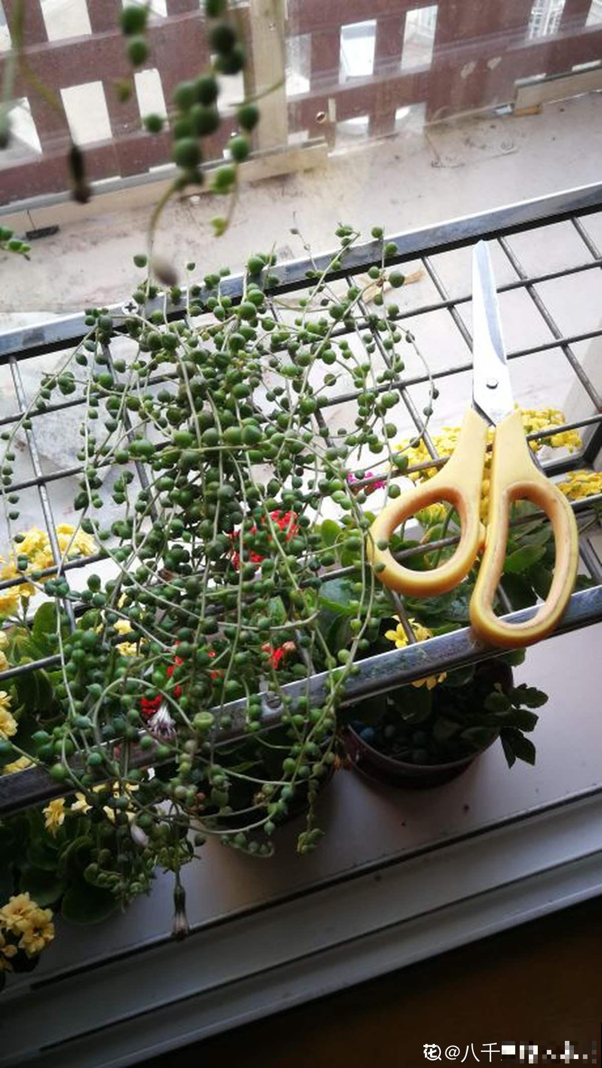 养腻了吊兰,试试佛珠吊兰,“垂流直下”长不停 养腻了吊兰,试试佛珠吊兰,“垂流直下”长不停