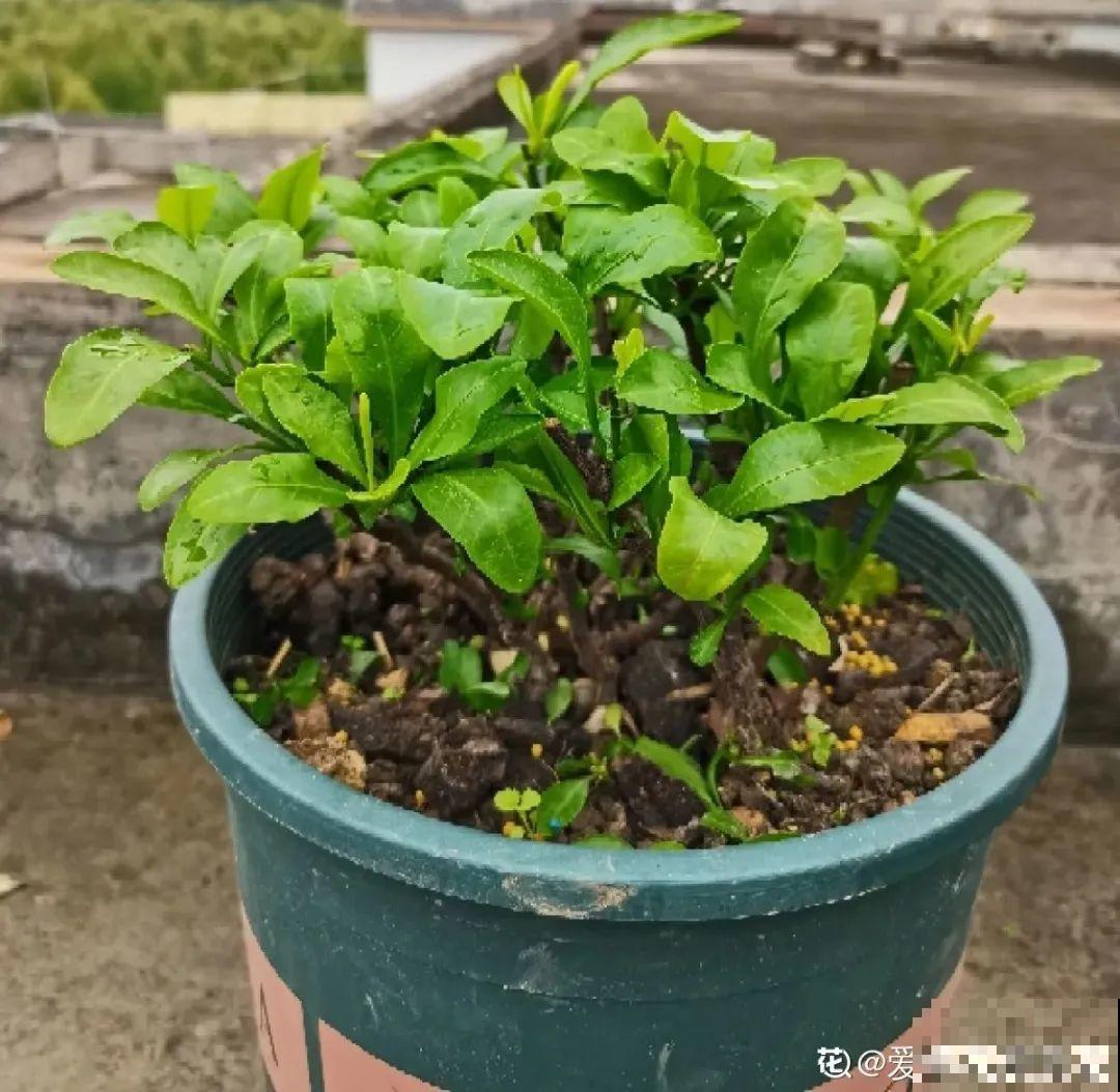 养花大神的爆花技巧，我给大家偷来了，赶紧学