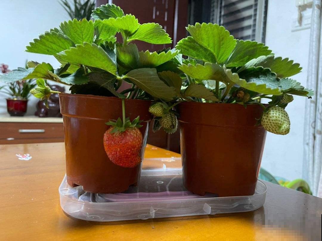 家中就能养的4种水果,好吃又好养,不用自己买水果了 家中就能养的4种水果,好吃又好养,不用自己买水果了