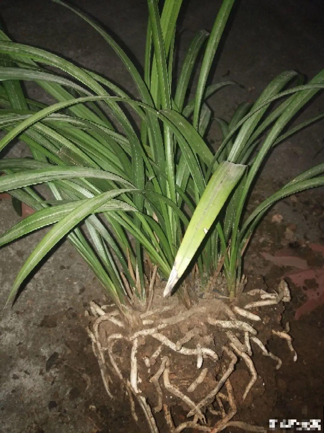 平时的“贵货花”,路边扔了一卡车,赶紧捡回家 平时的“贵货花”,路边扔了一卡车,赶紧捡回家