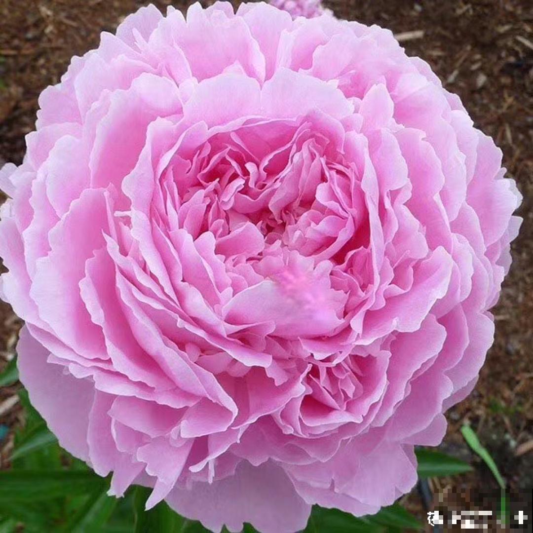 换盆时间到,换好后植物呼呼长,不换全年不开花 换盆时间到,换好后植物呼呼长,不换全年不开花