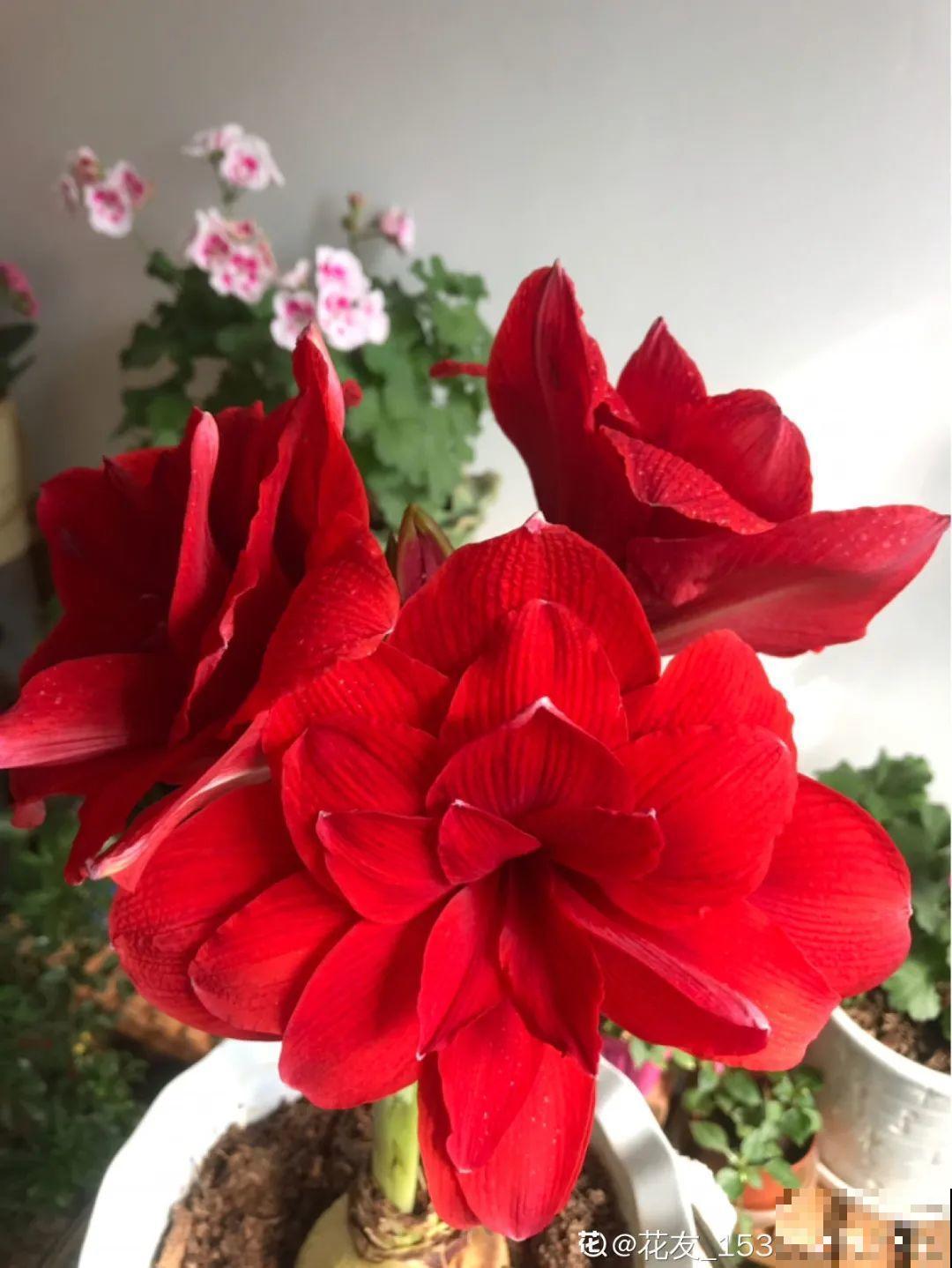 家里养盆朱顶红，开花个个比脸大，牛年养它“注定红”！